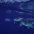 Animales Marinos &raquo; Cetaceos
